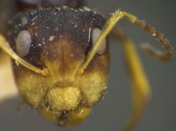 Media type: image; Entomology 21596   Aspect: head frontal view